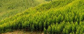 Plano prevê aumento das áreas de florestas plantadas no Brasil