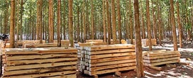 Descubra o País que tem a maior produtividade de Árvores Plantadas do Mundo