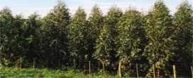 Áreas com florestas plantadas em MSl crescem 862% em 11 anos