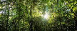 É possível reconstruir uma floresta?