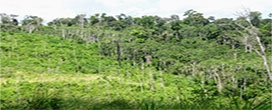 Florestas regeneradas compensaram 12 por cento das emissões por desmatamento na Amazônia
