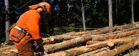 O setor florestal argentino se tornou uma referncia mundial de boas prticas laborais