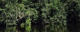 Produção de etanol de milho torna o MT em estado potencial para plantio de florestas