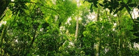 45 cidades do mundo se comprometem a conservar e restaurar florestas