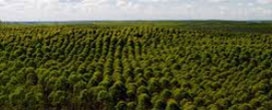 Mapa e IICA apresentam estudo sobre potencial para florestas plantadas no DF e mais 32 municípios
