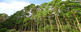 Florestas plantadas avan�am em Ven�ncio Aires e j� ocupam mais de 4,3 mil hectares