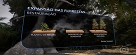 Brasil tem potencial para recuperar 13 milh�es de hectares de florestas at� 2035, diz estudo