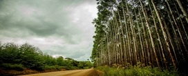 Florestas plantadas respondem por 94 por cento da madeira para fins industriais e reduzem press�o sobre matas nativas