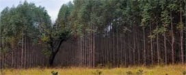 Expansão de florestas no Mato Grosso do Sul