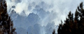 Espécies nativas para gerenciar florestas contra fogo