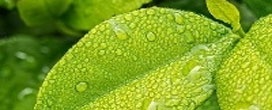Folhas podem informar sobre gerenciamento da terra