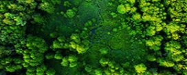 Explorando tendncias florestais e sustentabilidade no FOREST2025