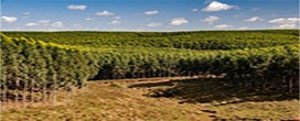 Setor de Florestas Plantadas pede implantação do módulo de produtores do Cadastro Florestal