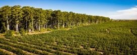 Florestas plantadas respondem por 94 por cento da madeira para fins industriais