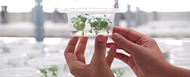 FuturaGene, da Suzano, solicita  CTNBio anlise indita de eucalipto geneticamente editado