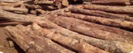 Volume e valor das exportações de produtos de madeira caem em Gana
