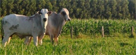 Adoção de ILPF depende de pesquisa, crédito e extensão rural