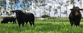 ILPF viabiliza agricultura e pecuária no norte mato-grossense