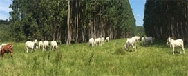 Rentabilidade do Protocolo R30 para recria da Premix será apresentada no dia de campo