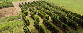 Sistema ILPF também pode atender o mercado de agroenergia