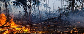 Pressionado por empresários, governo proibirá fogo na Amazônia por 4 meses