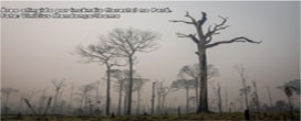 Estudo sugere que as mudanças climáticas limitam a recuperação florestal após incêndios florestais