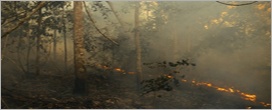 Número de focos de incêndios florestais subiu 40% no primeiro semestre de 2016