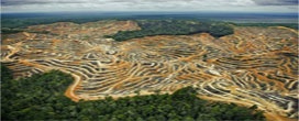 Indonésia: Uma saga de óleo de palma e destruição de florestas