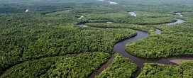 Kadin transformará o modelo de negócios florestal além da madeira