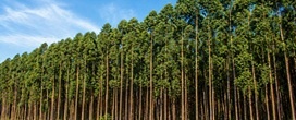 Integra��o vertical chinesa pressiona demanda por celulose brasileira