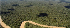 São necessários US$ 4,8 trilhões para cuidar das florestas da Colômbia