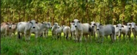 ILPF reduz riscos de mercado e garante mais segurança para produtores