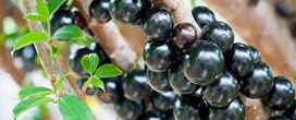 Como plantar jabuticaba orgânica