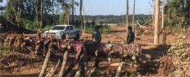 Ibama embarga 10 empresas e apreende o equivalente a 25 caminhões carregados de araucária no PR