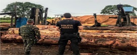 Índios e madeireiros são alvos de operação da PF que apura extração ilegal de madeira em terra indígena de MT