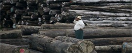 Emendas procuram punira exploração madeireira ilegal em Mianmar