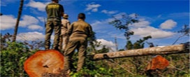 Mato Grosso aplica R$ 500 milhões em multas por crimes contra a floresta