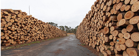 Enquanto acordo do tarifao no vem, exportaes de madeira para os EUA desabam 55 por cento