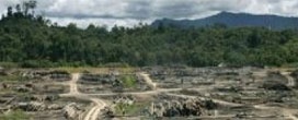 Falta de trabalhadores desafio da indústria madeireira para Sarawak