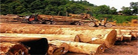 As exportações de madeira da Malásia podem ganhar vantagem competitiva nos EUA?
