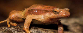 Manejo inclui cuidado com a biodiversidade