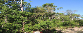 Pesquisa da UFPI mostra efeitos do manejo florestal no sul do Piau
