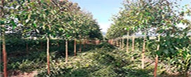 Zona da Mata tem 60 mil mudas plantadas em ação de reflorestamento do Projeto Conexão Mata Atlântica