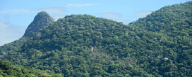 Desmatamento na Mata Atlântica caiu 14 por cento em 2024