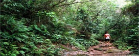 Mata Atlântica tem o menor desmatamento em três décadas