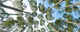 Portaria do MDIC institui comitê técnico da indústria de baixo carbono
