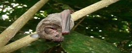 Pesquisa demonstra que aromas sint�ticos atraem morcegos dispersores de sementes