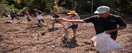 Muvuca de sementes: t�cnica ancestral alia saber tradicional e ci�ncia no Amazonas