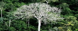 As espcies nativas pedem espao e apoio