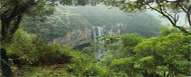 Novo projeto florestal da ONU ajudará países a cumprir compromissos com mudanças climáticas